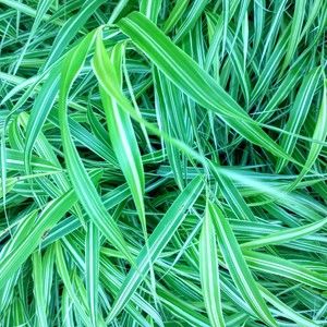 Meet your Posher, Lily